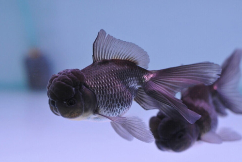 數量顏色有講究辦公室養魚風水知識