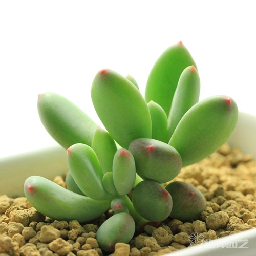 不同的職位部門如何擺植物有利！